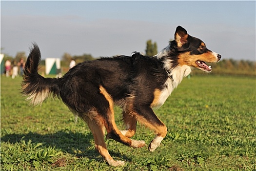 澳洲牧羊犬