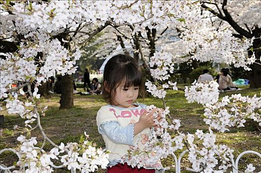 女孩,看,樱花,植物园,京都,日本,亚洲