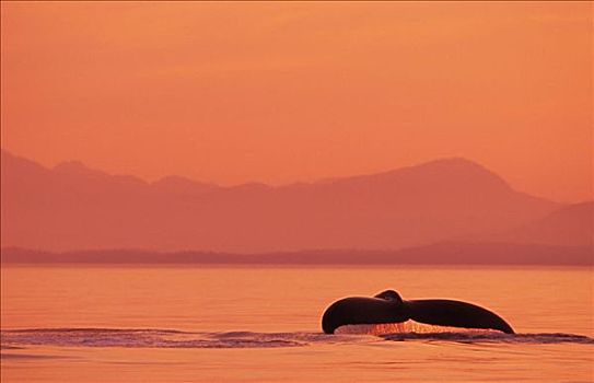 阿拉斯加,通加斯国家森林,鲸尾叶突,驼背鲸,日落