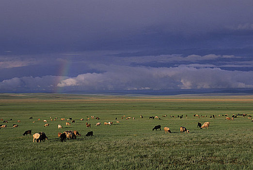 中心,蒙古,靠近,喀喇昆仑,草地,草原,绵羊,山羊,牧群,彩虹