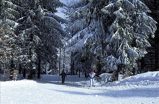 滑雪,越野滑雪,冬天,雪,德国,欧洲,树林,假日