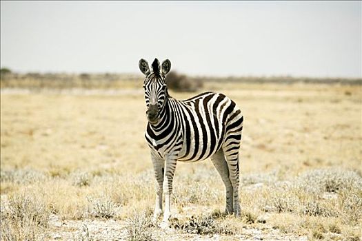斑马,埃托沙国家公园,区域,纳米比亚