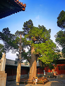 孔庙古树
