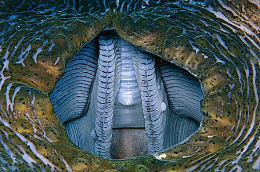 巨蛤,所罗门群岛