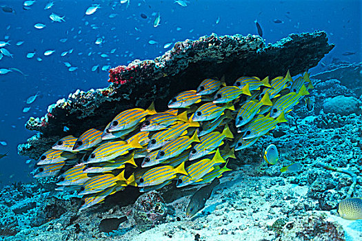 蓝色,鲷鱼,寻找,蔽护,下面,桌子,珊瑚,马尔代夫,印度洋,亚洲