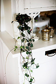 植物,瓷瓶,白色背景,柜橱