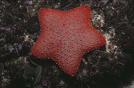 橙色,海星,海洋动物,水下,澳大利亚