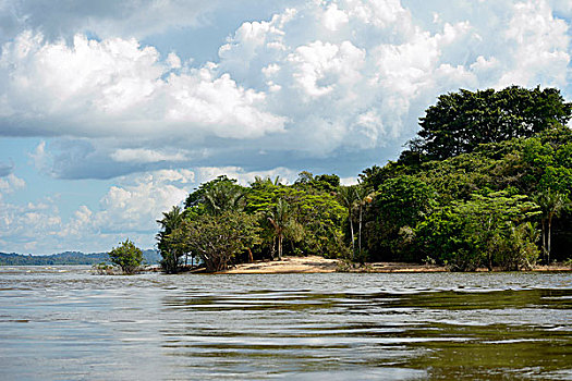 热带雨林,堤岸,塔帕若斯河,巴西,南美
