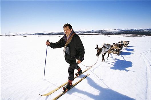 一个,男人,滑雪,鹿,雪撬,后面