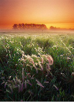 狐尾草,黎明,靠近,公园,艾伯塔省,加拿大