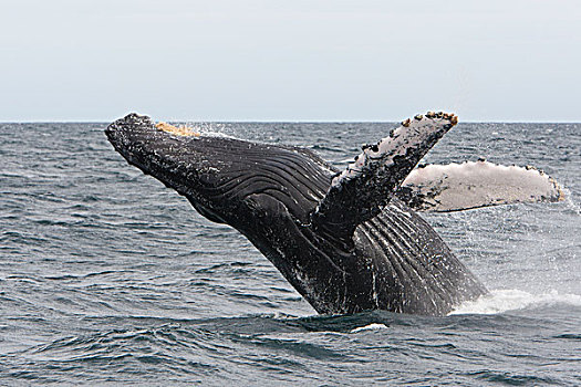 驼背鲸,大翅鲸属,鲸鱼,下加利福尼亚州,墨西哥