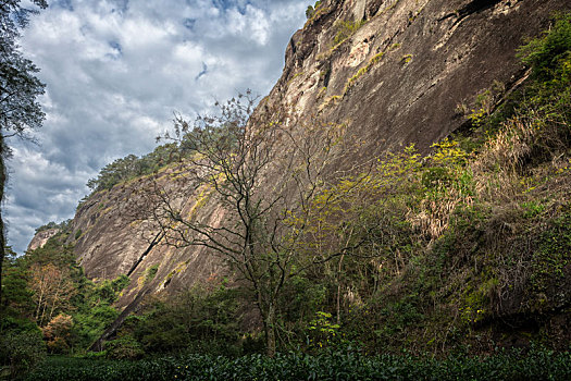 中国,福建省,厦门市,武夷山,武夷山茶山,大红袍茶树