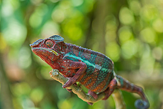 madagascar马达加斯加变色龙微距特写