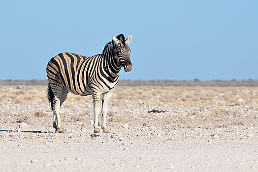 白氏斑马,马,斑马,站立,石头,地面,埃托沙国家公园,纳米比亚,非洲