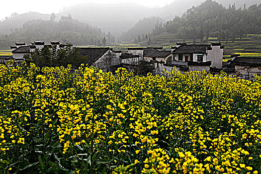 徽派民居与油菜花