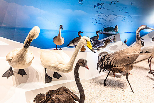 国家海洋博物馆内展示的生物标本