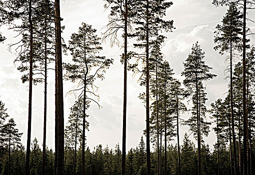 松树,树林,瑞典