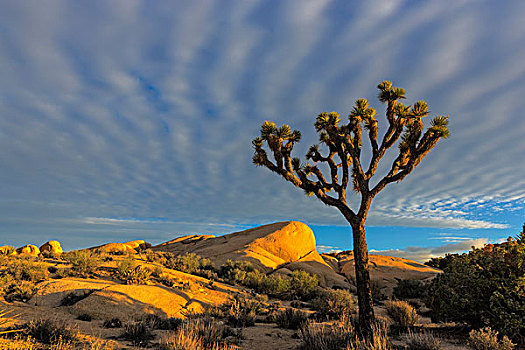 约书亚树,落日余晖,约书亚树国家公园,加利福尼亚,美国