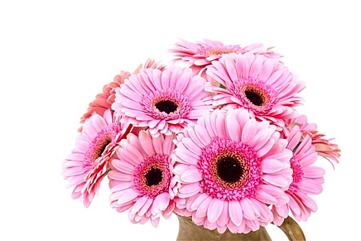 粉色,大丁草,花,花瓶
