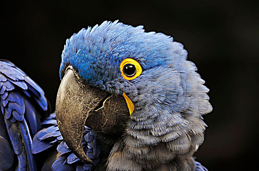 紫蓝金刚鹦鹉,头像,南美,德国,欧洲