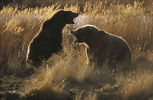 大灰熊,棕熊,母兽,防守,后代,熊,卡特麦国家公园,阿拉斯加