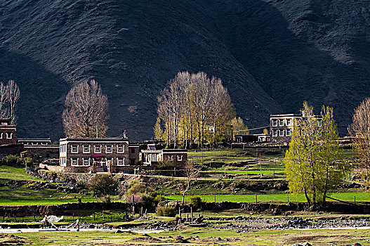 田地中的藏族民居