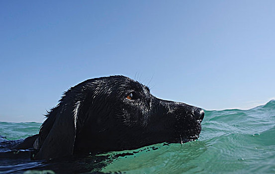 狗,游泳,水中
