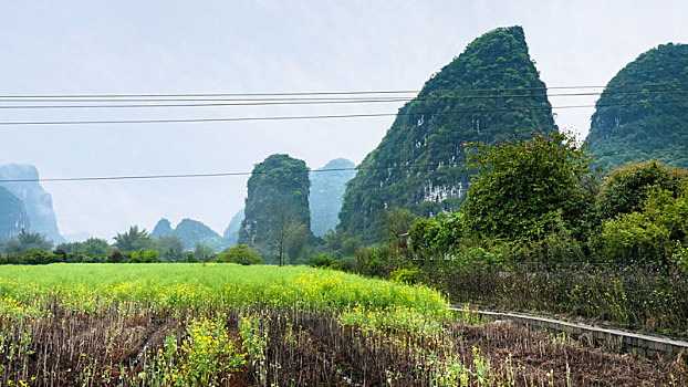 种植园,靠近,喀斯特地貌,山,阳朔