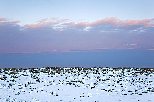冬季风景,叙尔特岛,北弗里西亚群岛,石勒苏益格,黑白花牛,德国