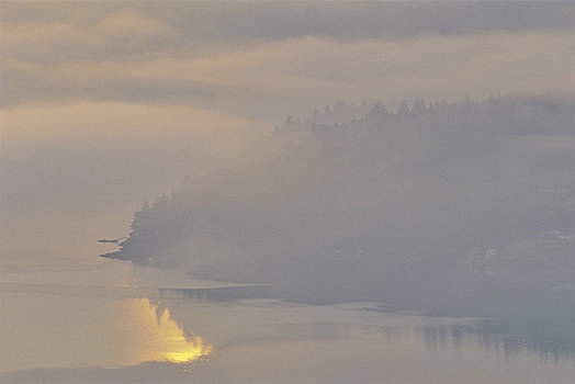 树林,遮盖,雾,手臂,半岛,温哥华岛,不列颠哥伦比亚省,加拿大