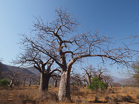 非洲,猴面包树,山谷,靠近,坦桑尼亚
