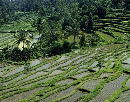 稻米,稻,稻田,阶梯状,山坡,巴厘岛,印度尼西亚