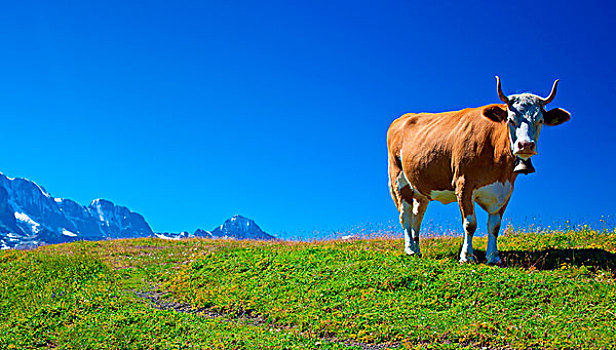 母牛,高,山,草地