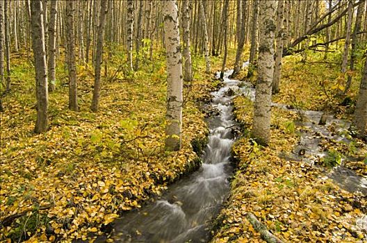 小,溪流,秋叶,遮盖,林中地面,楚加奇州立公园,山谷,阿拉斯加