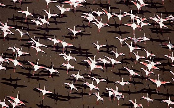 大红鹳,火烈鸟,小红鹳,肯尼亚