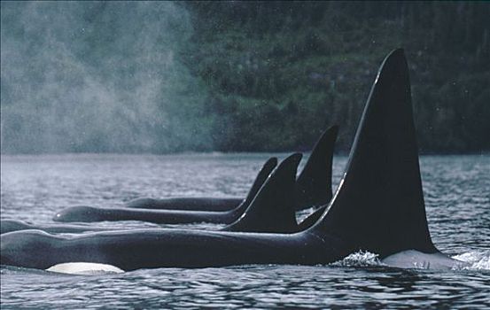 逆戟鲸,休息,约翰斯顿海峡,不列颠哥伦比亚省,加拿大