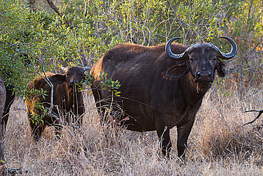 非洲,水牛,成年,幼兽,克鲁格国家公园,南非