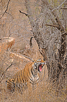 印度,孟加拉虎,虎,叫,伦滕波尔国家公园,拉贾斯坦邦,亚洲