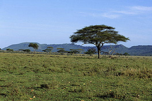坦桑尼亚,塞伦盖蒂,金合欢树