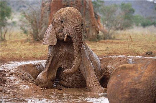非洲象,孤儿,膝,浴室,东察沃国家公园,肯尼亚