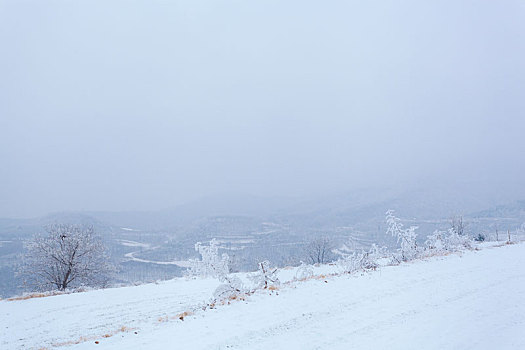 白覆盖雪的麦田与雾凇