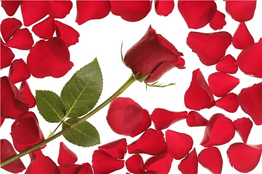 红玫瑰,花瓣,边界