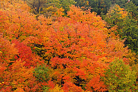 气候温和,落叶林,树,顶峰,秋色,阿尔冈金省立公园,安大略省,加拿大