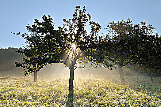 苹果树,弗兰克尼亚,巴伐利亚,施佩萨特,德国