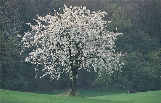 盛开,樱桃树,巴伐利亚,德国