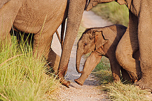 幼兽,一个,印度,亚洲象,走,牧群,国家公园