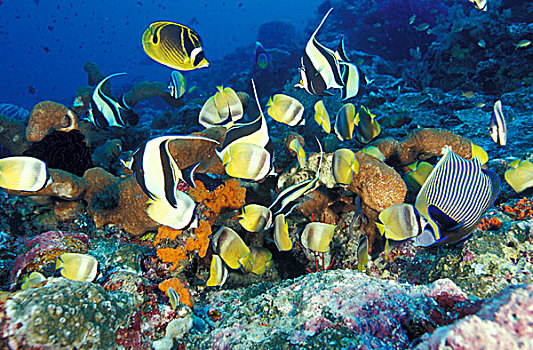 印度尼西亚,岛屿,几个,物种,珊瑚鱼,蛋