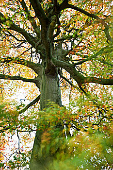 山毛榉树,科茨沃尔德,格洛斯特郡,英格兰