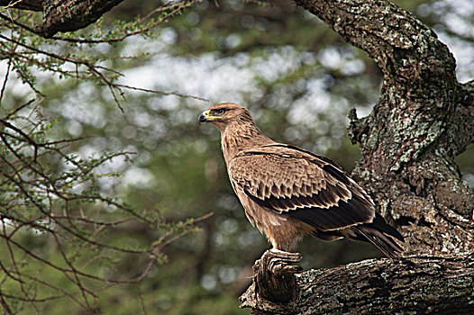 西伯利亚草原鹰,恩戈罗恩戈罗,保护区,坦桑尼亚