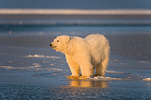 北极熊,浮冰,岛屿,区域,北极圈,国家野生动植物保护区,北极,阿拉斯加,秋天